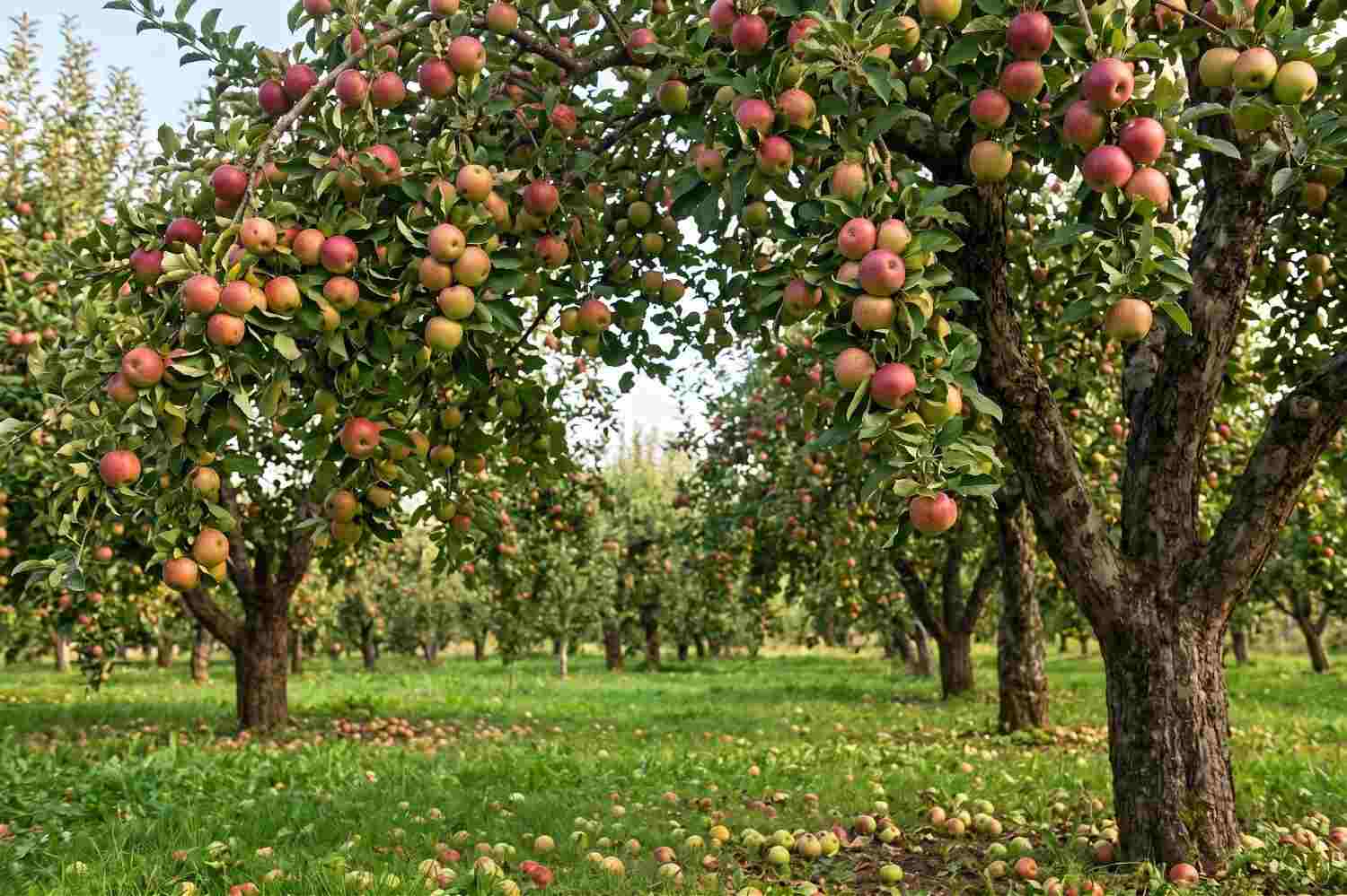 Shade and Fruit Trees