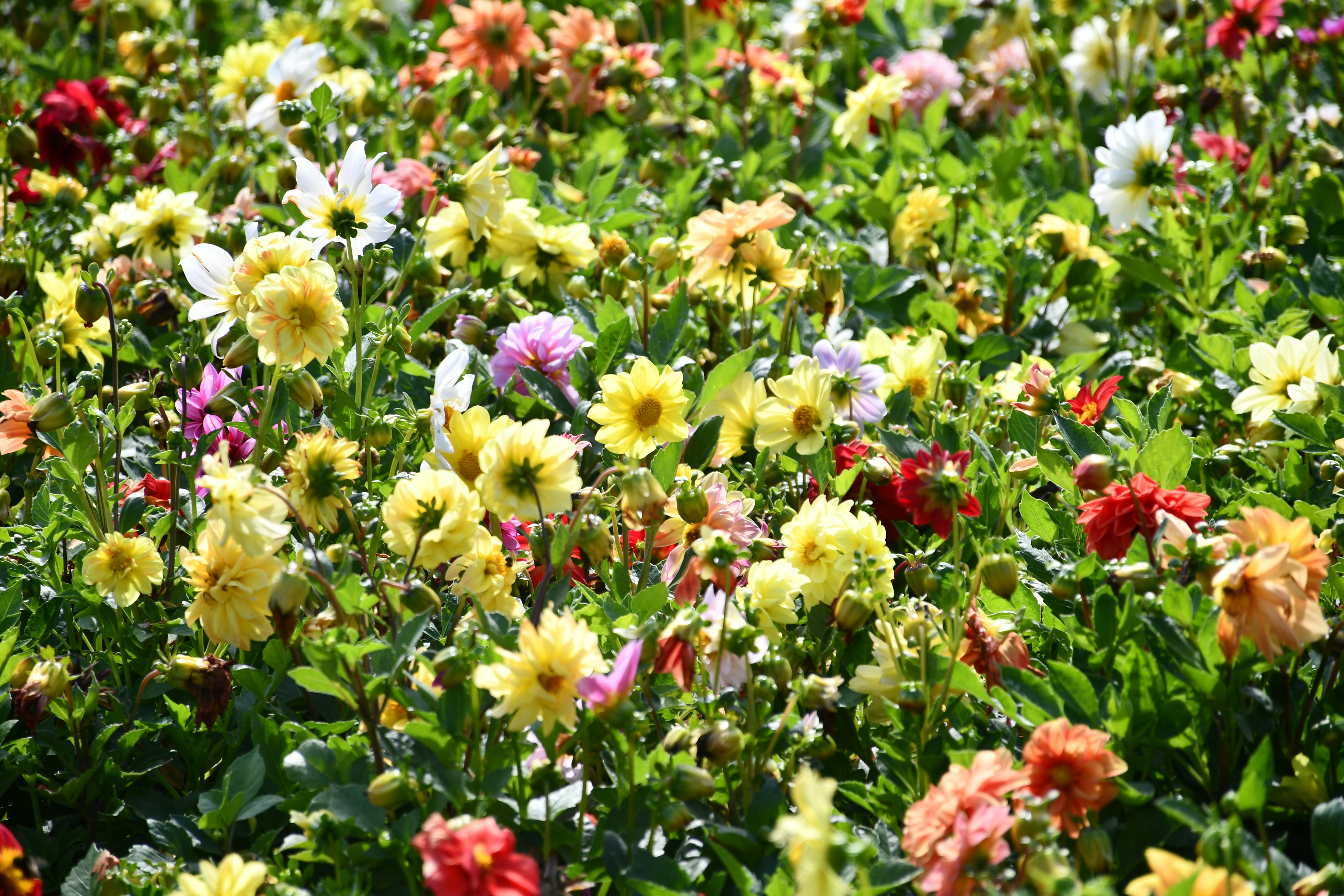 Beautiful Annual and Perennial Flowers
